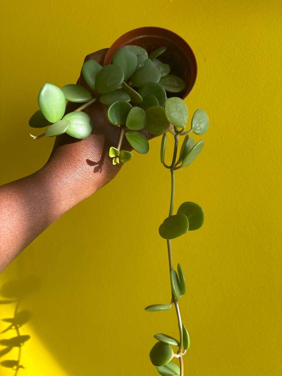 Peperomia Hope