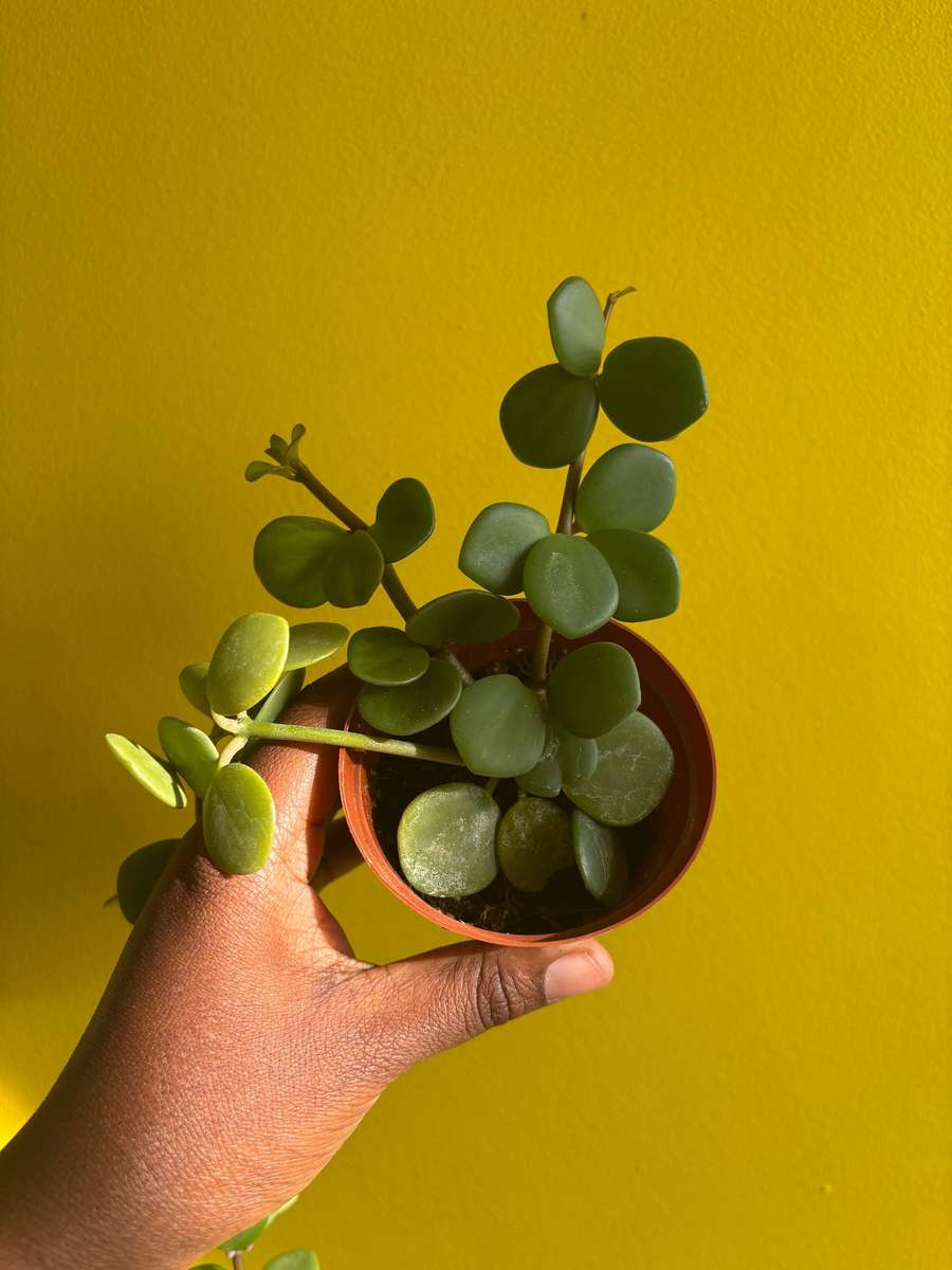 Peperomia Hope