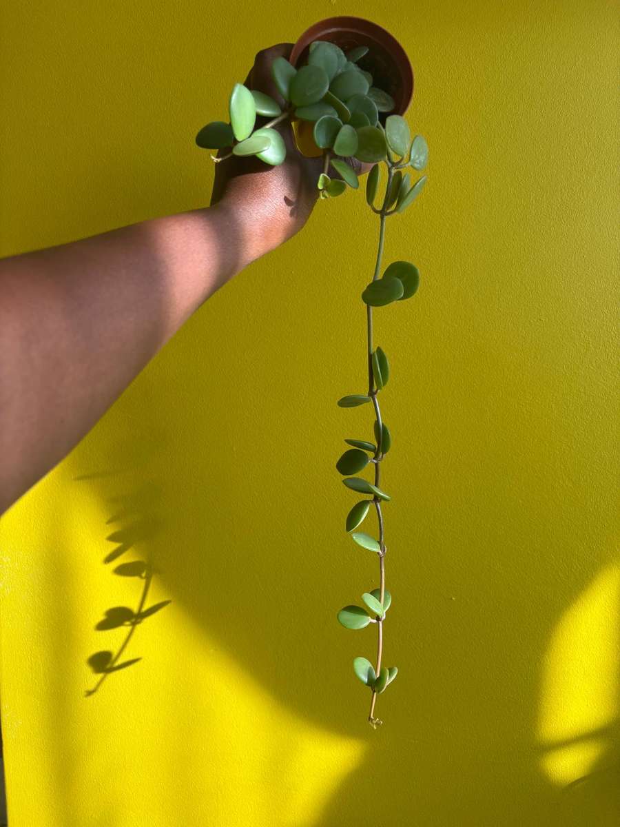 Peperomia Hope