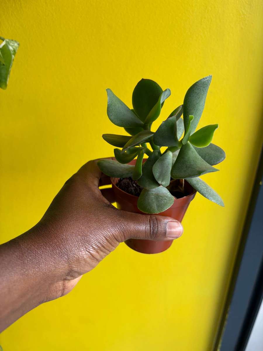 Jade Succulent