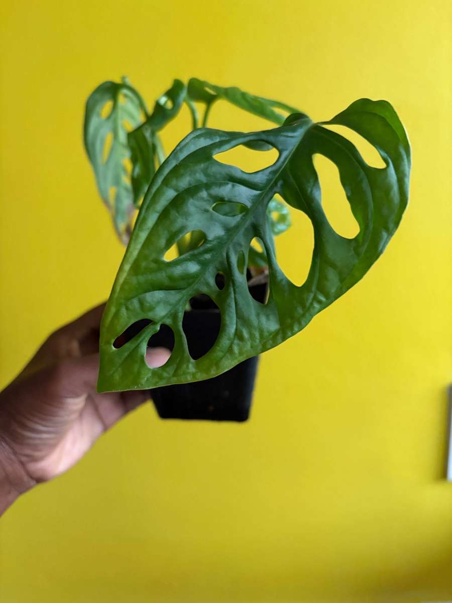 Monstera Adansonii