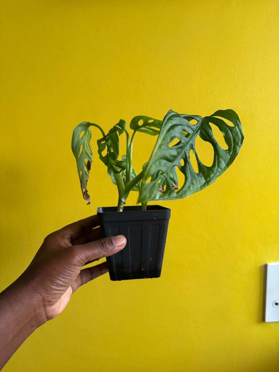Monstera Adansonii