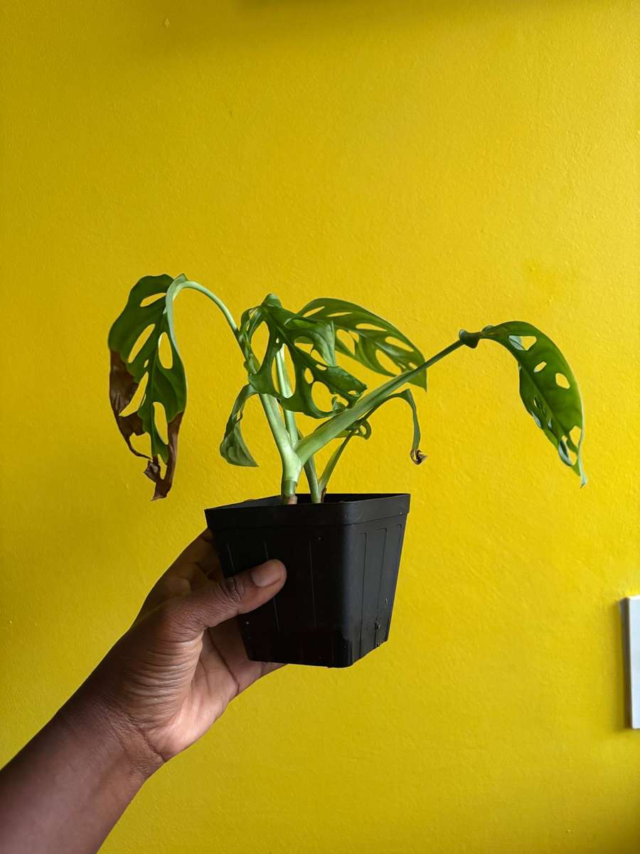 Monstera Adansonii