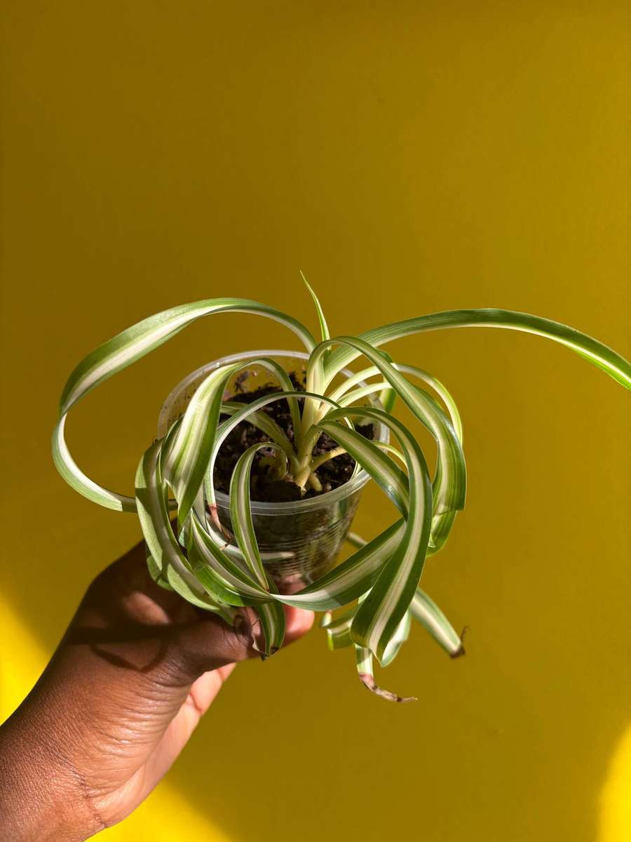 Bonnie Spider Plant