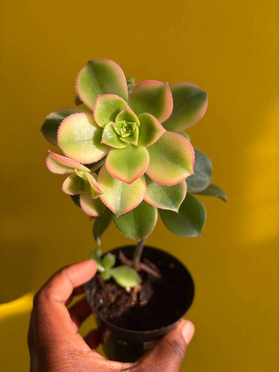 Rose Succulent
