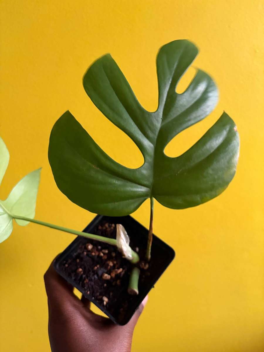 Rhaphidophora Tetrasperma