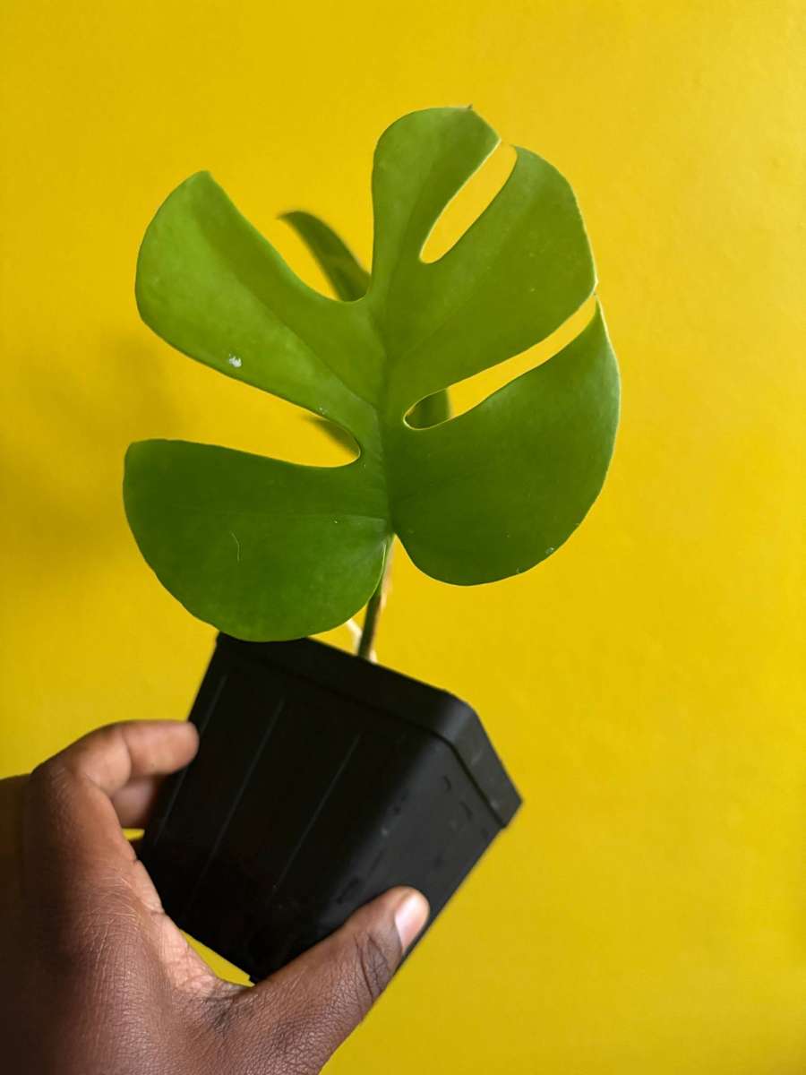 Rhaphidophora Tetrasperma