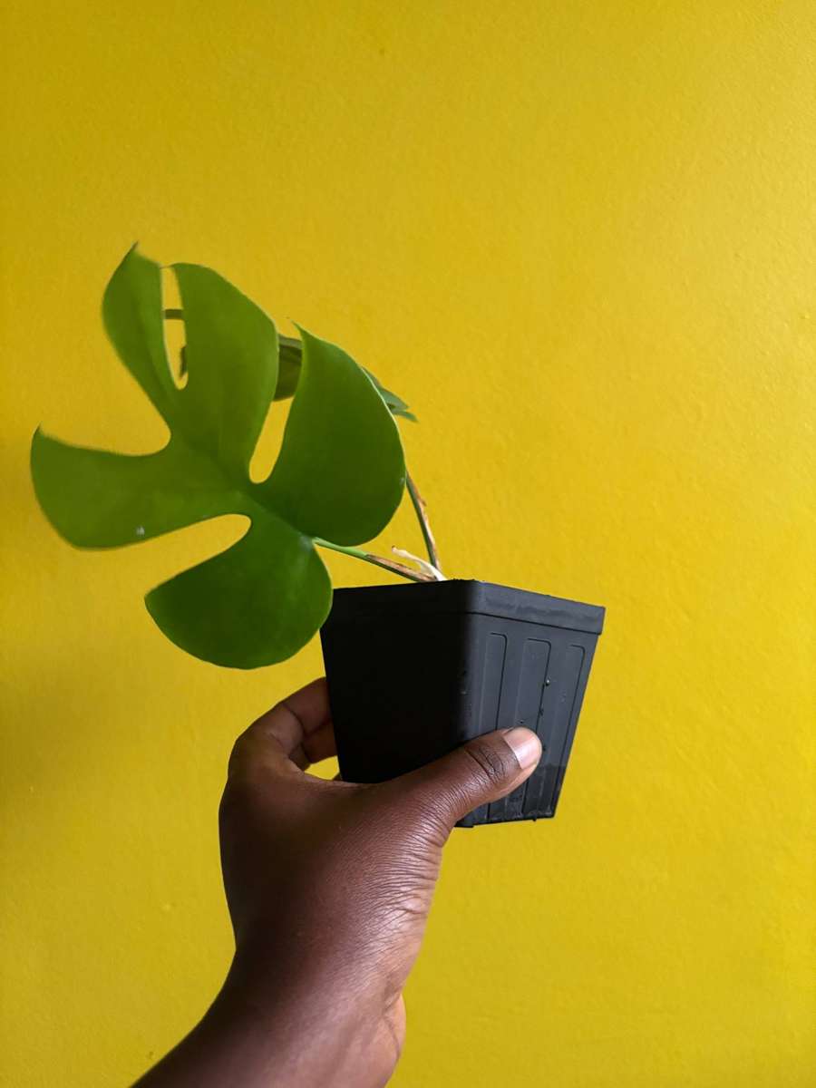 Rhaphidophora Tetrasperma