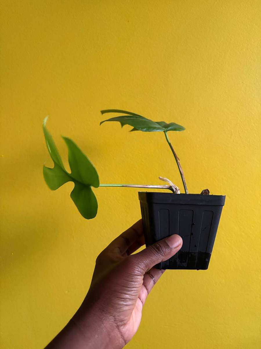 Rhaphidophora Tetrasperma