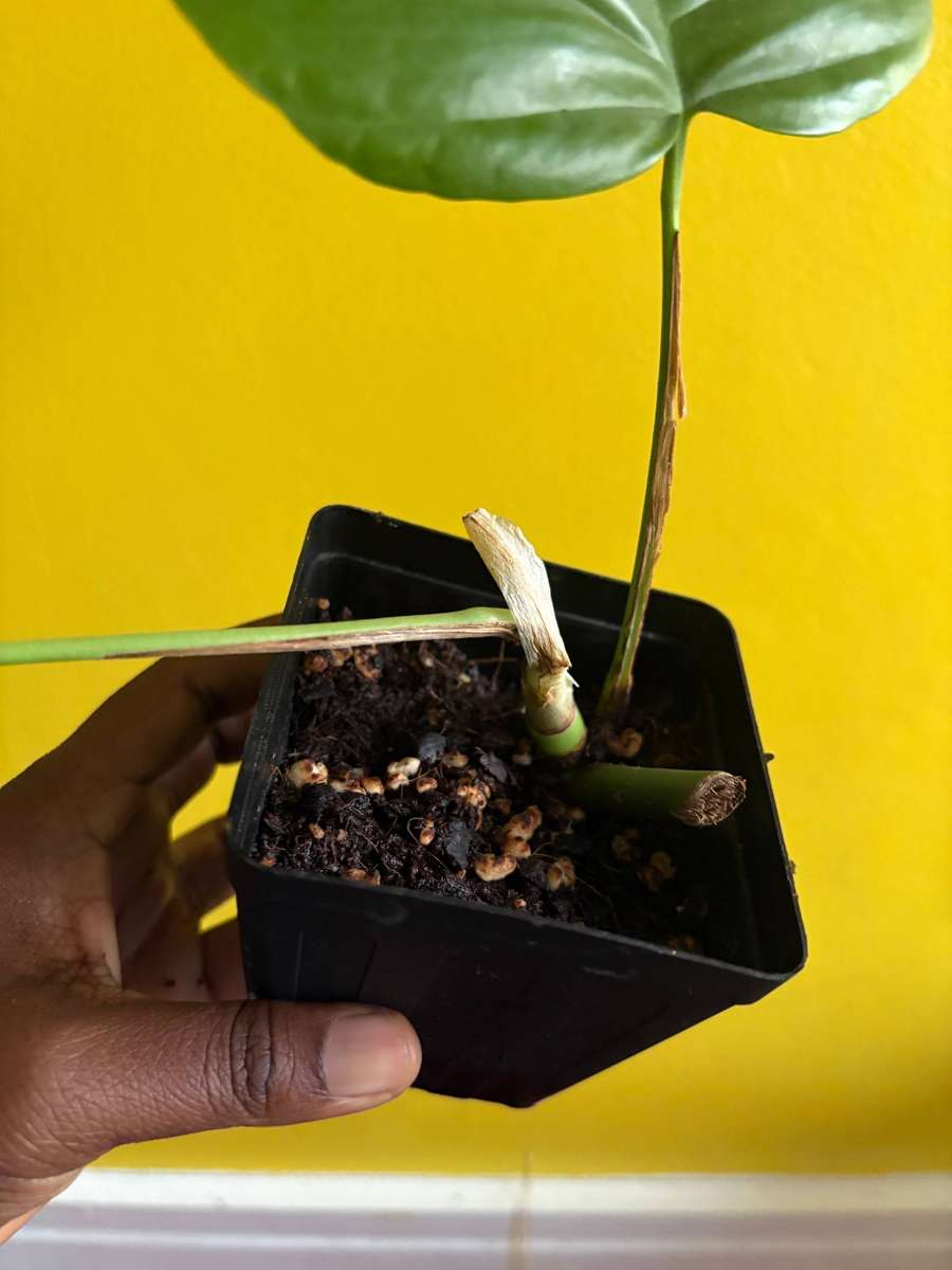 Rhaphidophora Tetrasperma