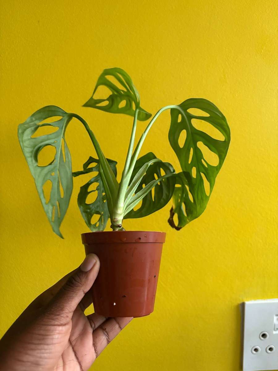 Monstera Adansonii