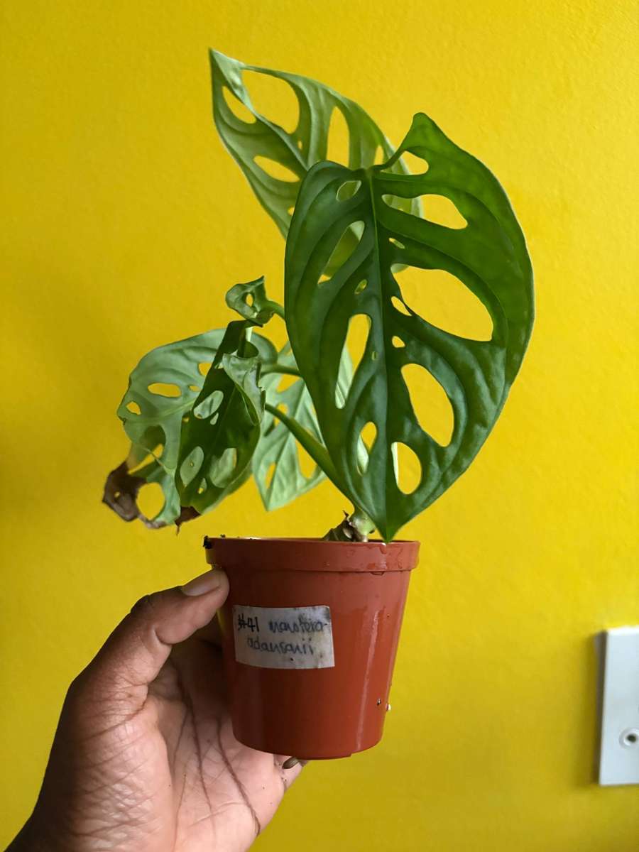 Monstera Adansonii