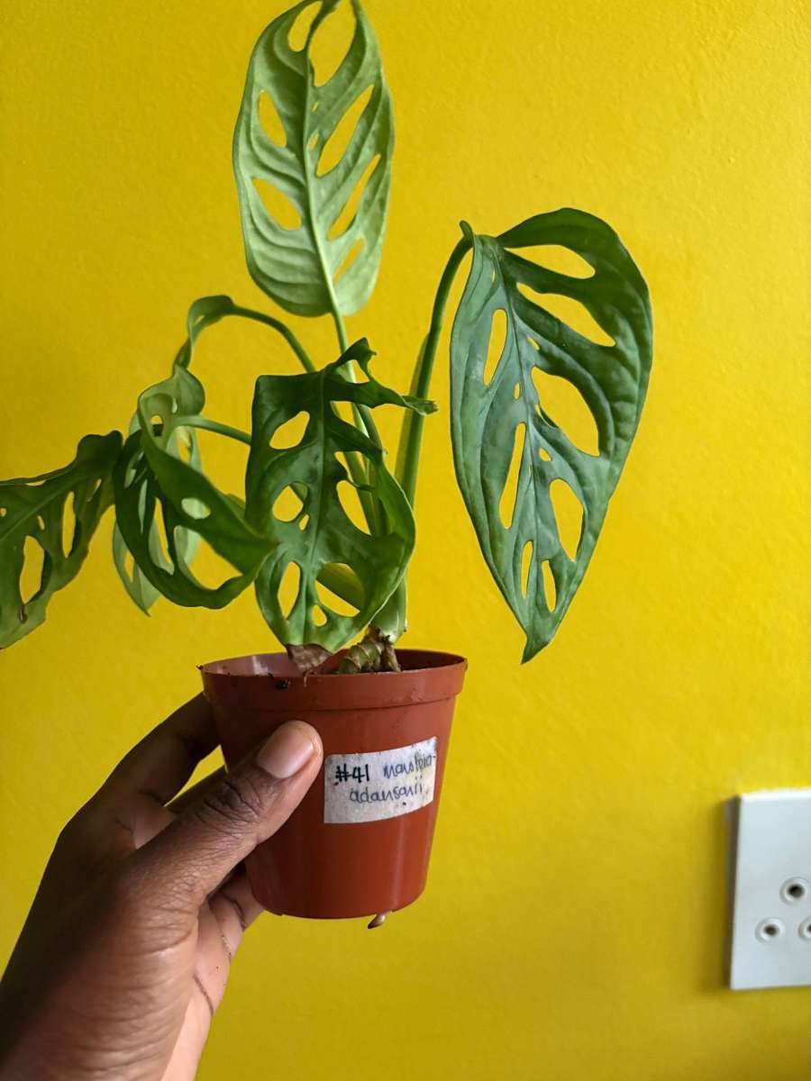 Monstera Adansonii