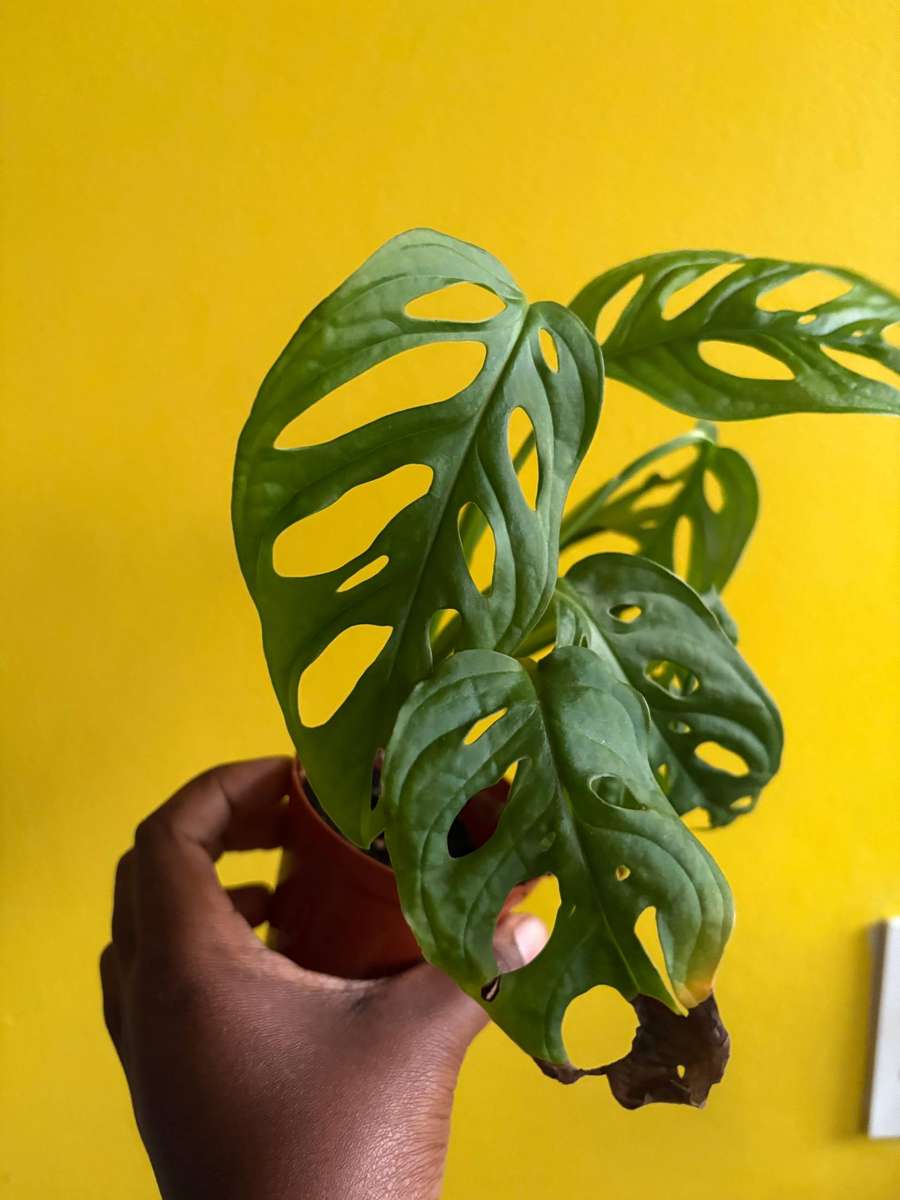 Monstera Adansonii