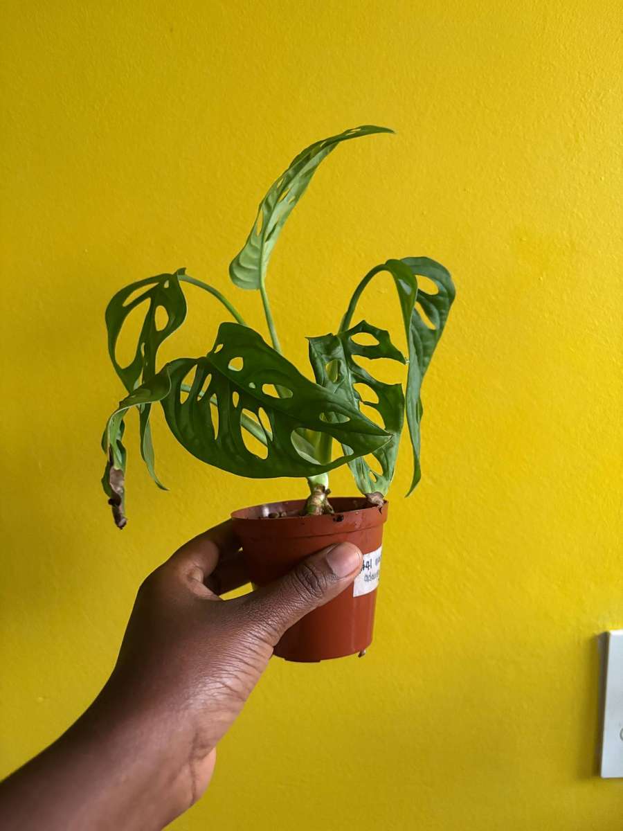 Monstera Adansonii