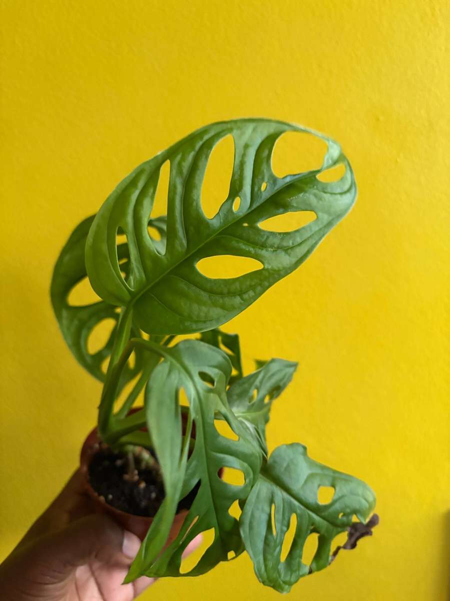 Monstera Adansonii