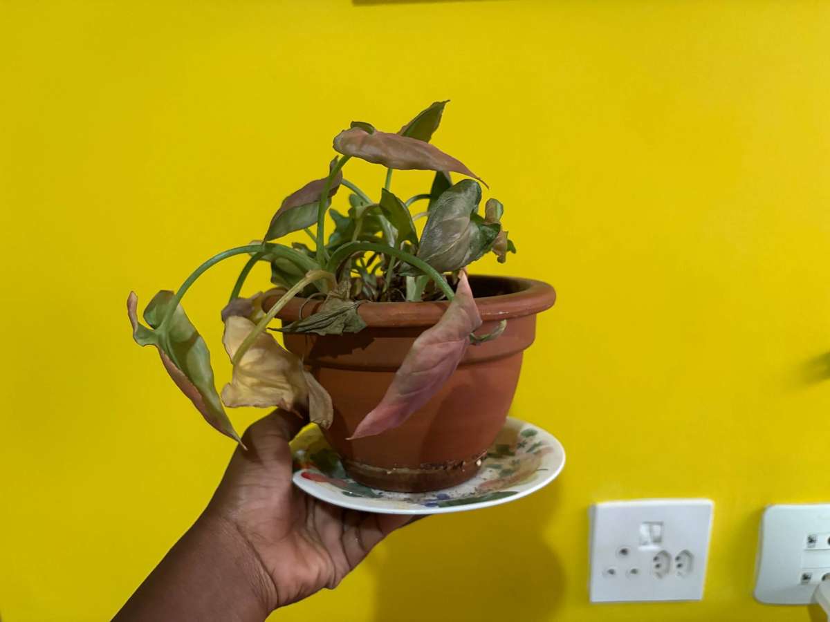 Syngonium Pink Perfection