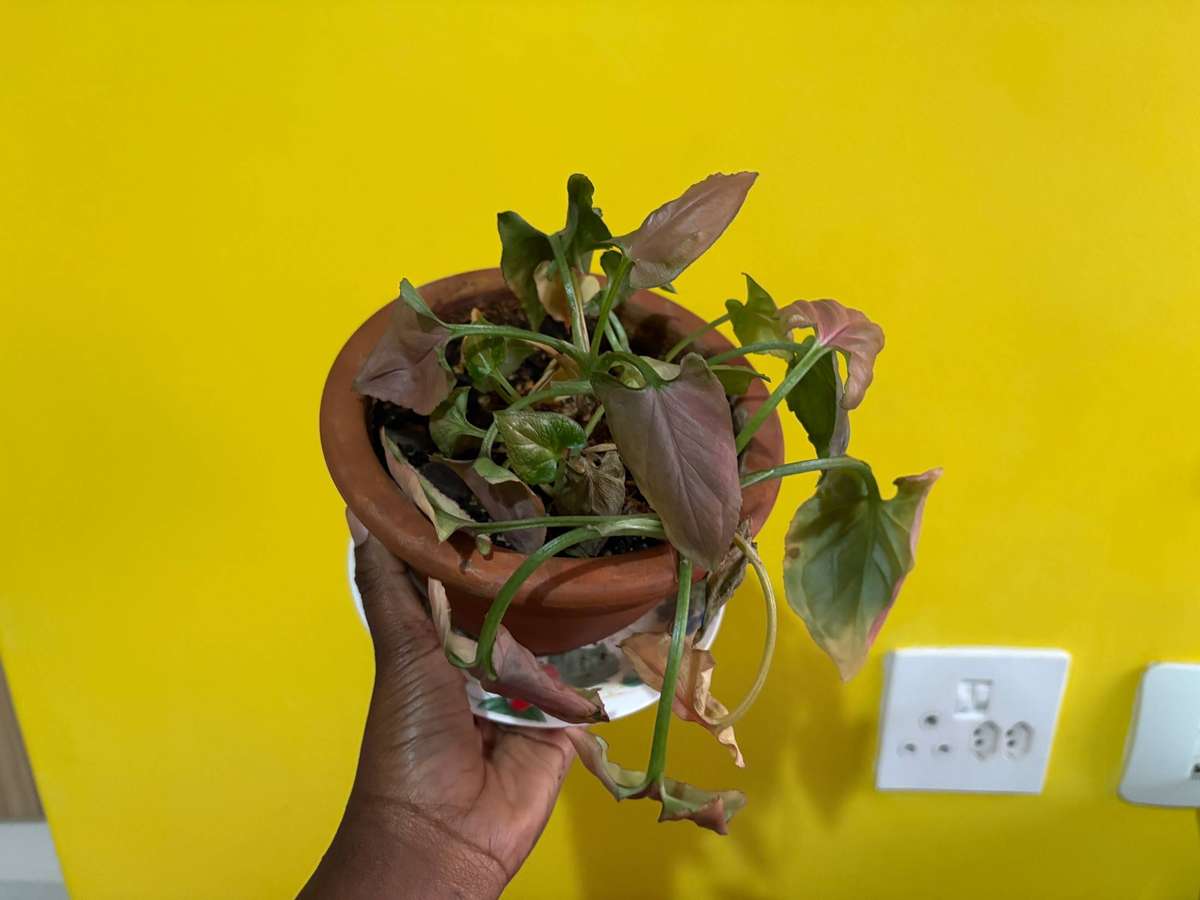 Syngonium Pink Perfection