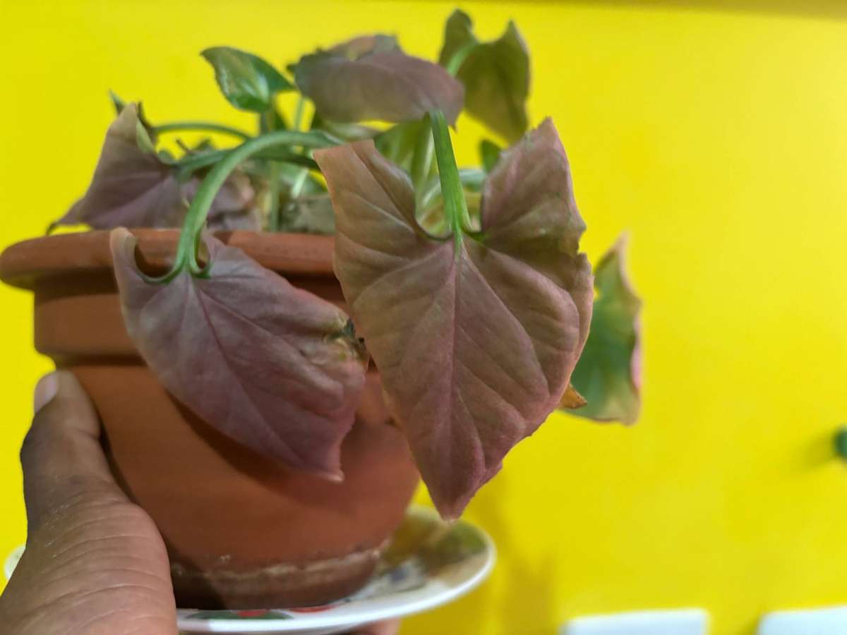 Syngonium Pink Perfection