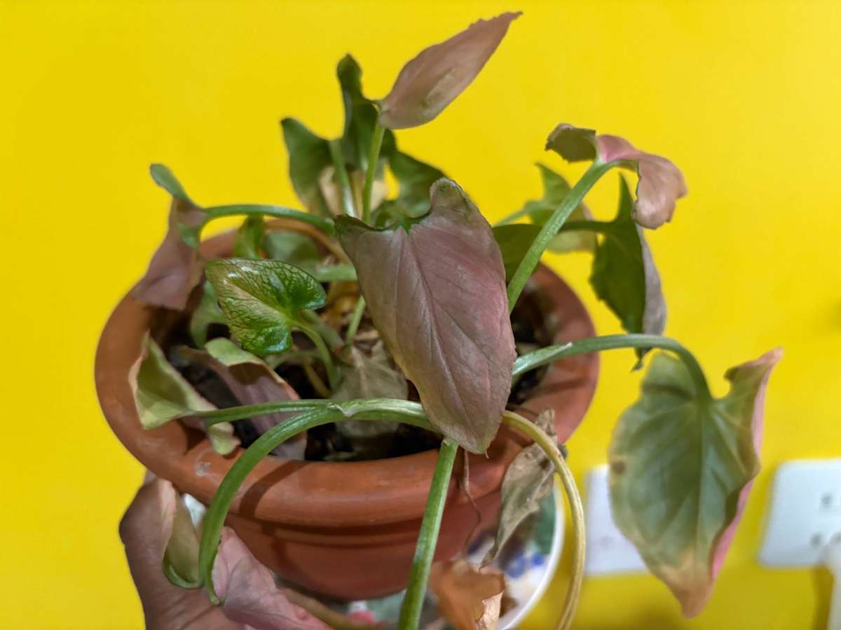 Syngonium Pink Perfection