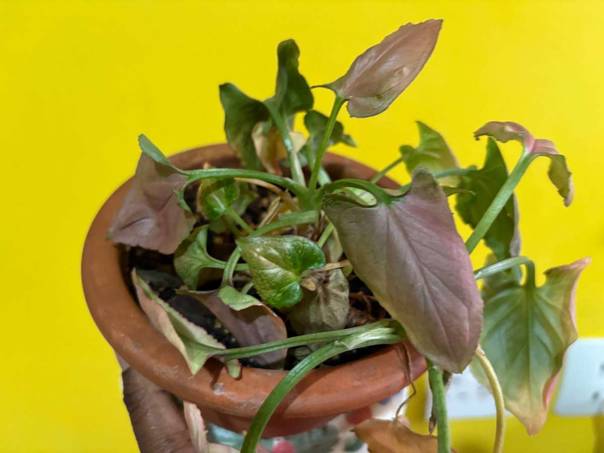 Syngonium Pink Perfection