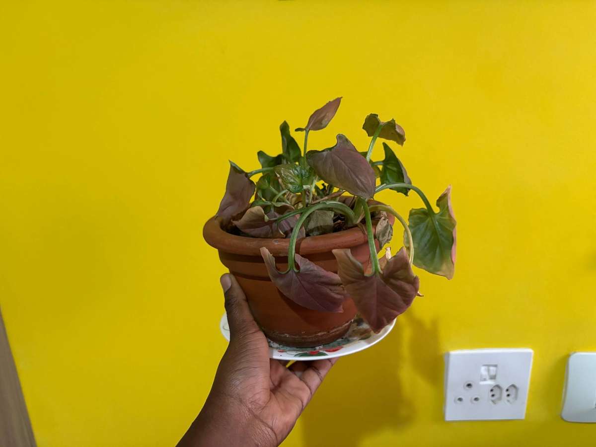 Syngonium Pink Perfection