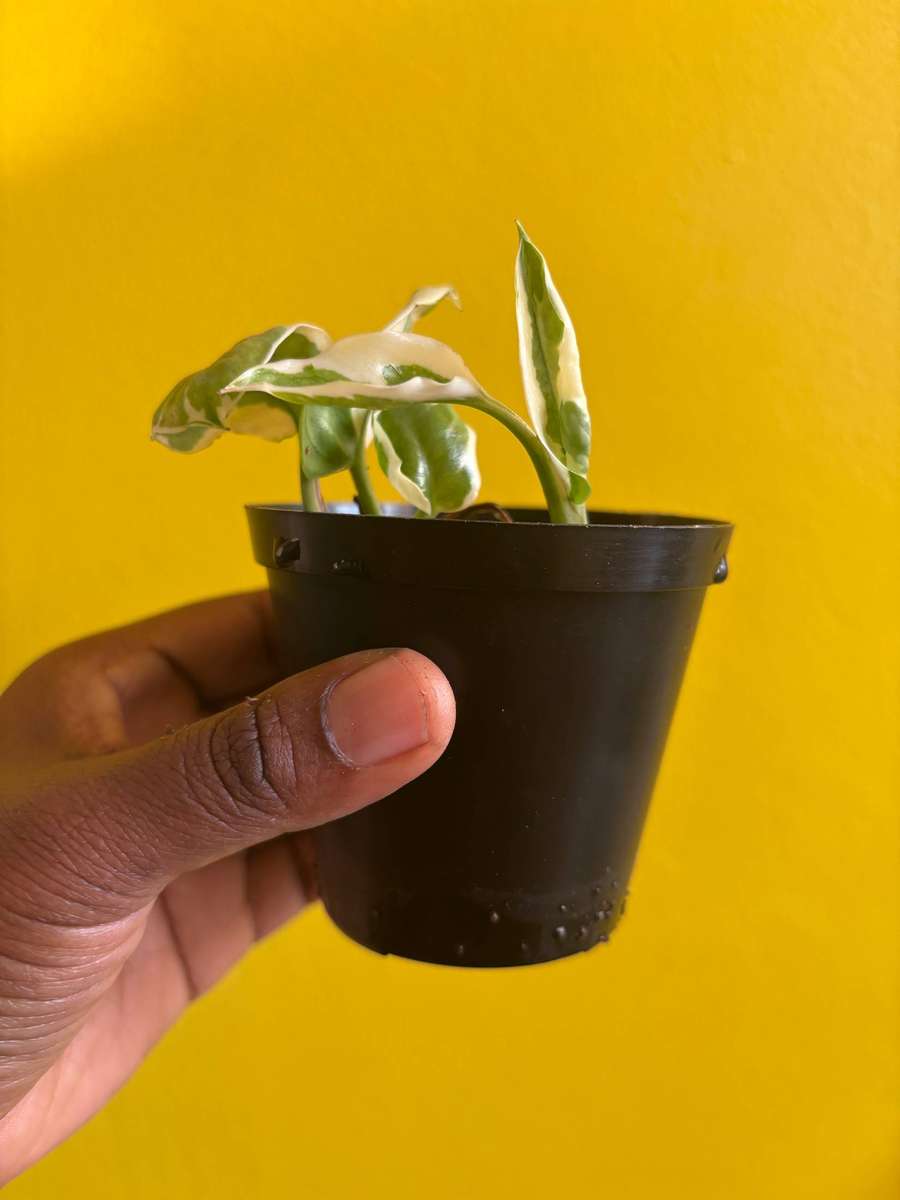 N'joy Pothos