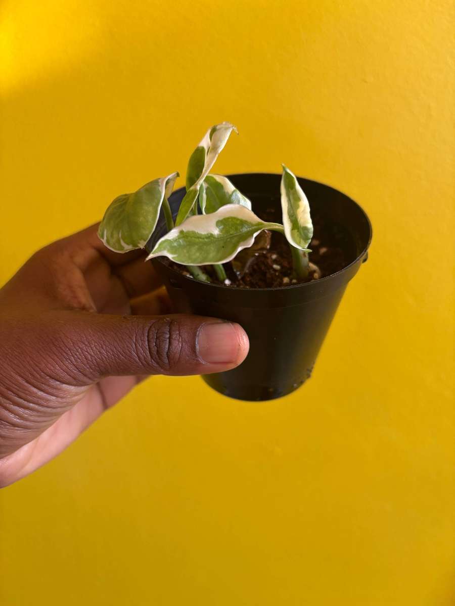 N'joy Pothos