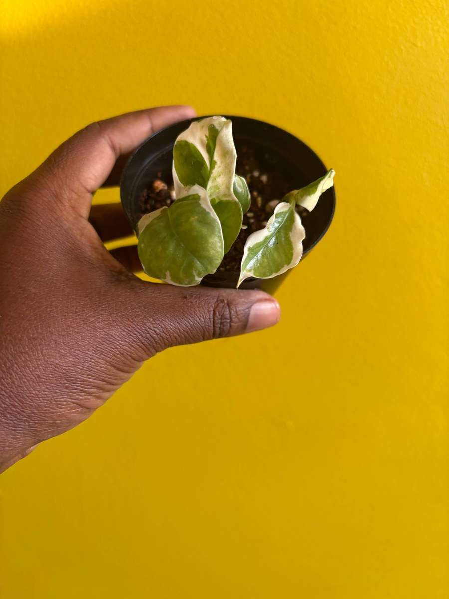 N'joy Pothos