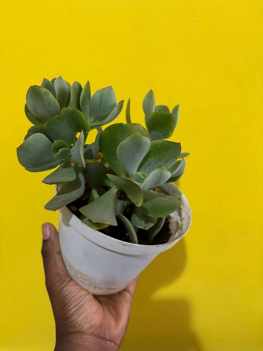 Jade succulent