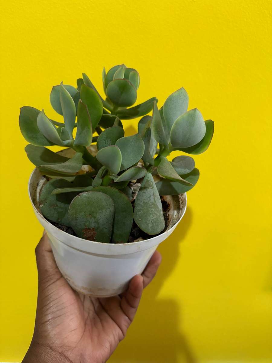 Jade succulent