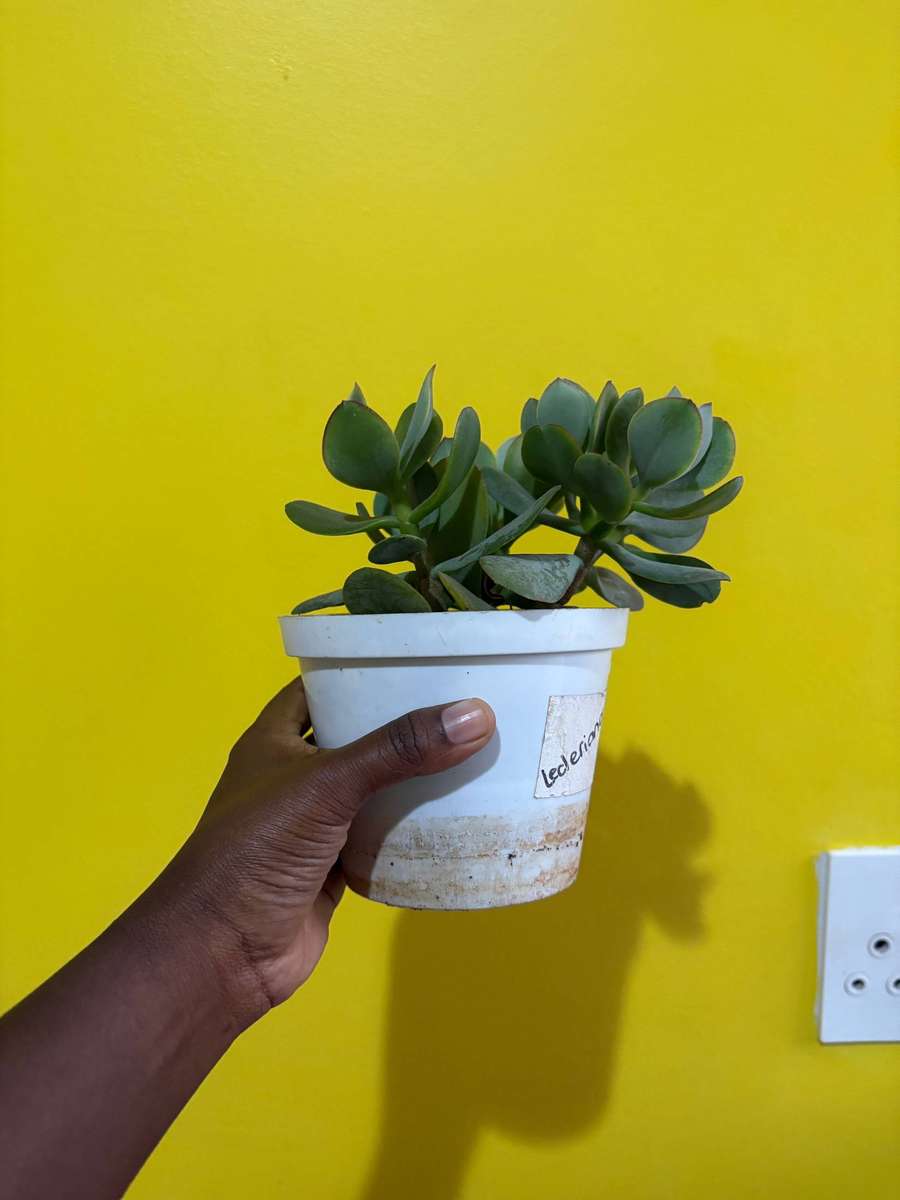 Jade succulent
