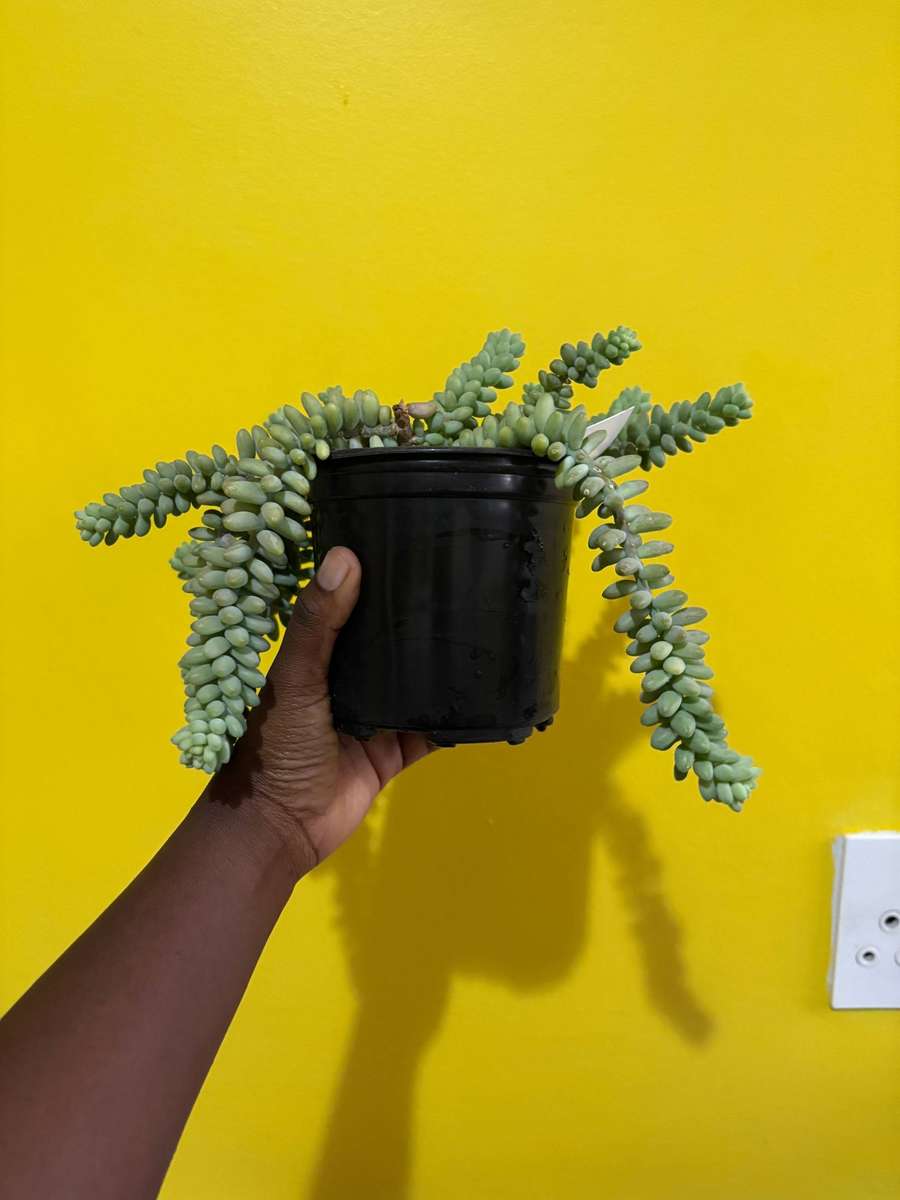Donkey Tail Succulent