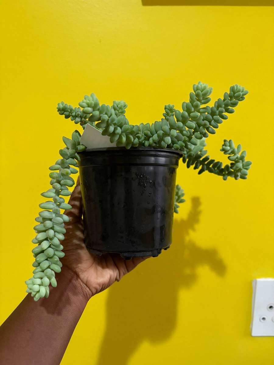 Donkey Tail Succulent