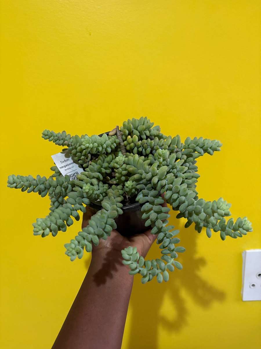 Donkey Tail Succulent