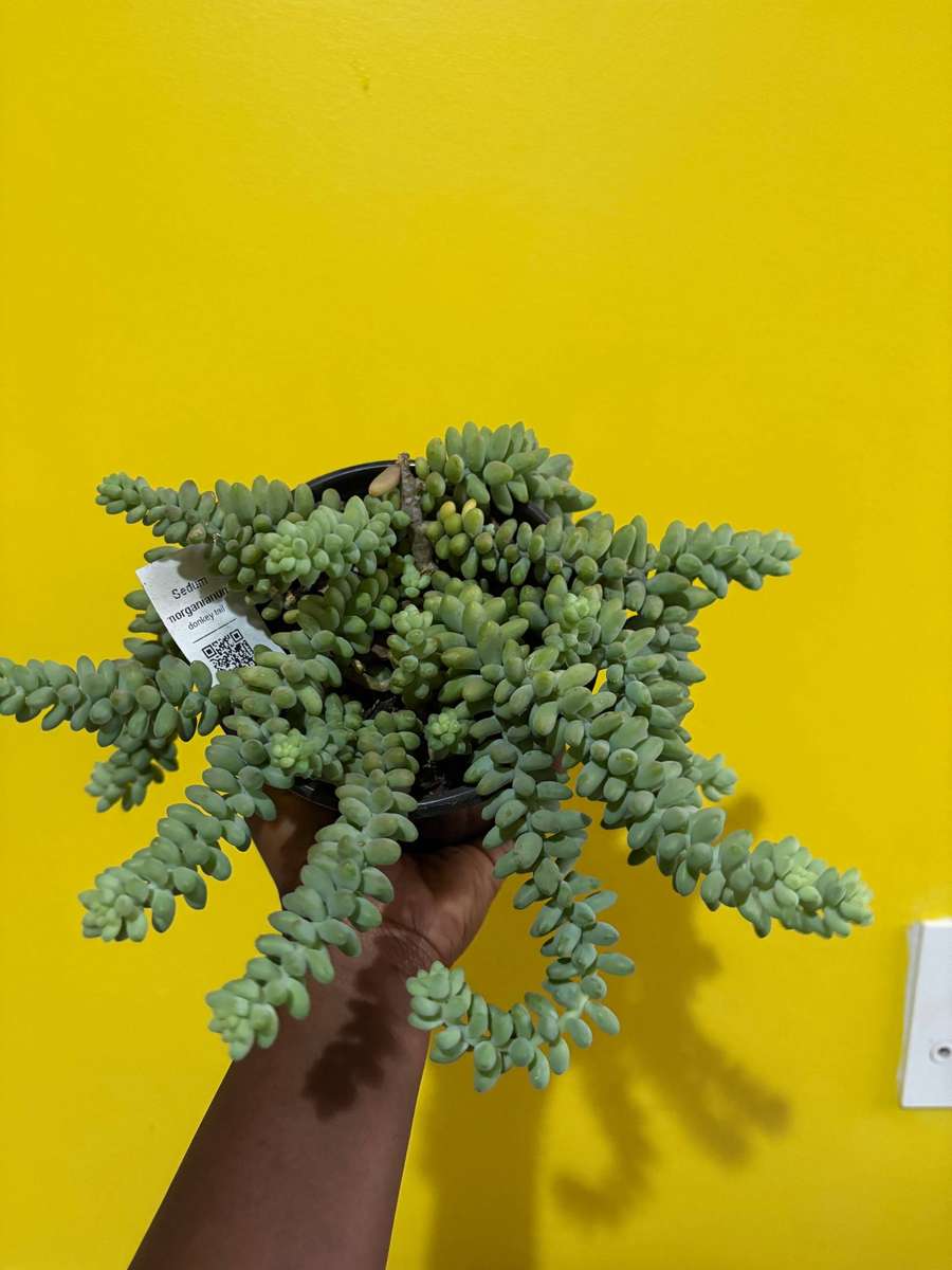 Donkey Tail Succulent