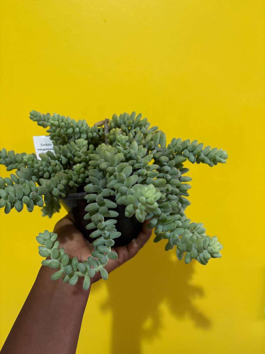Donkey Tail Succulent