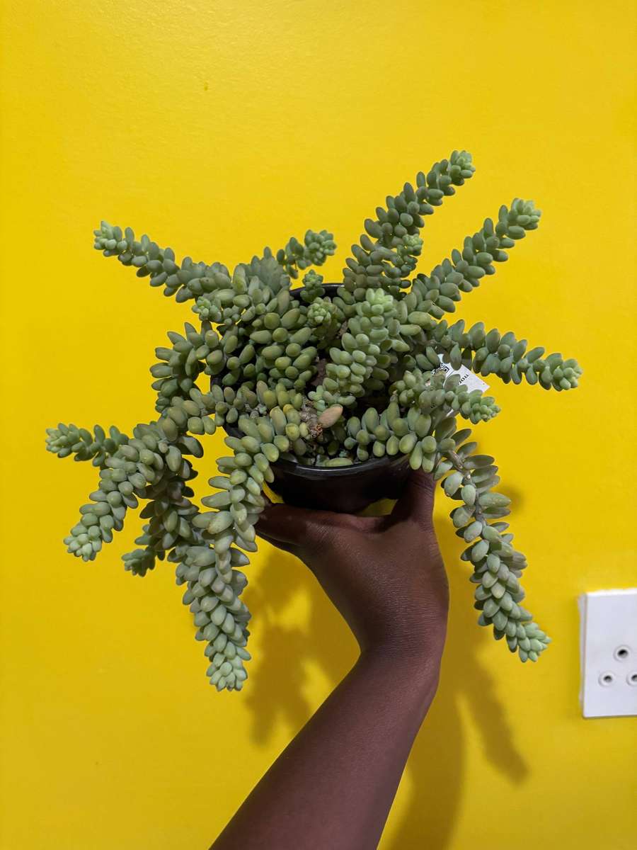 Donkey Tail Succulent