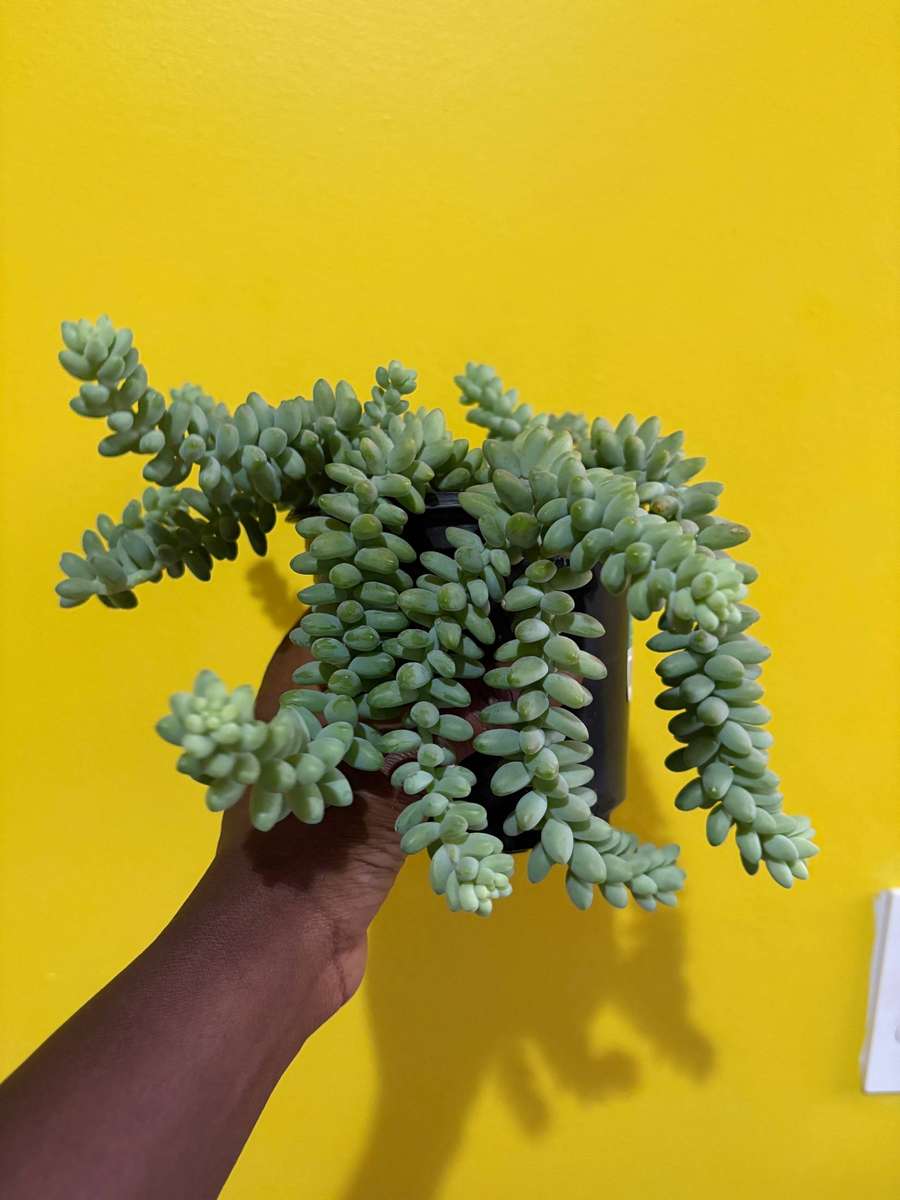 Donkey Tail Succulent
