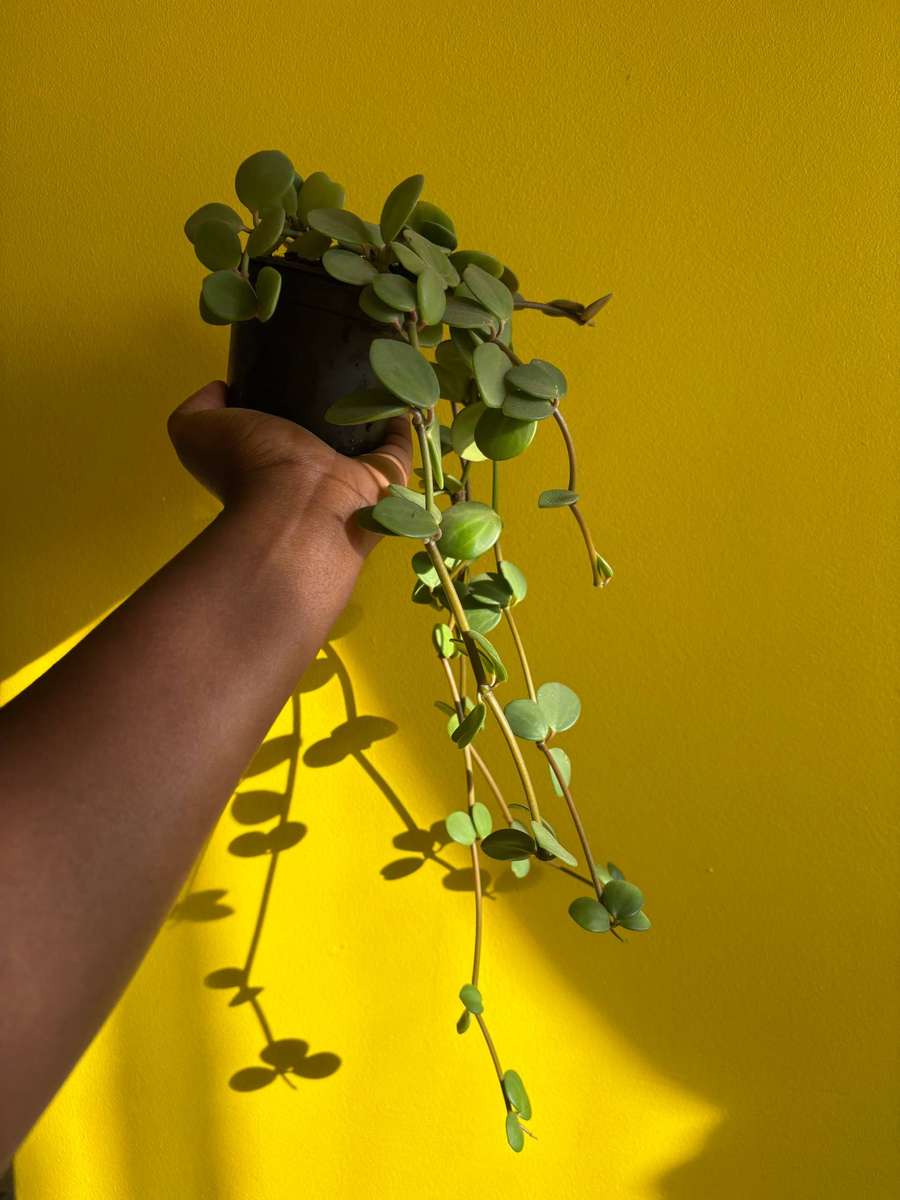 Peperomia Hope