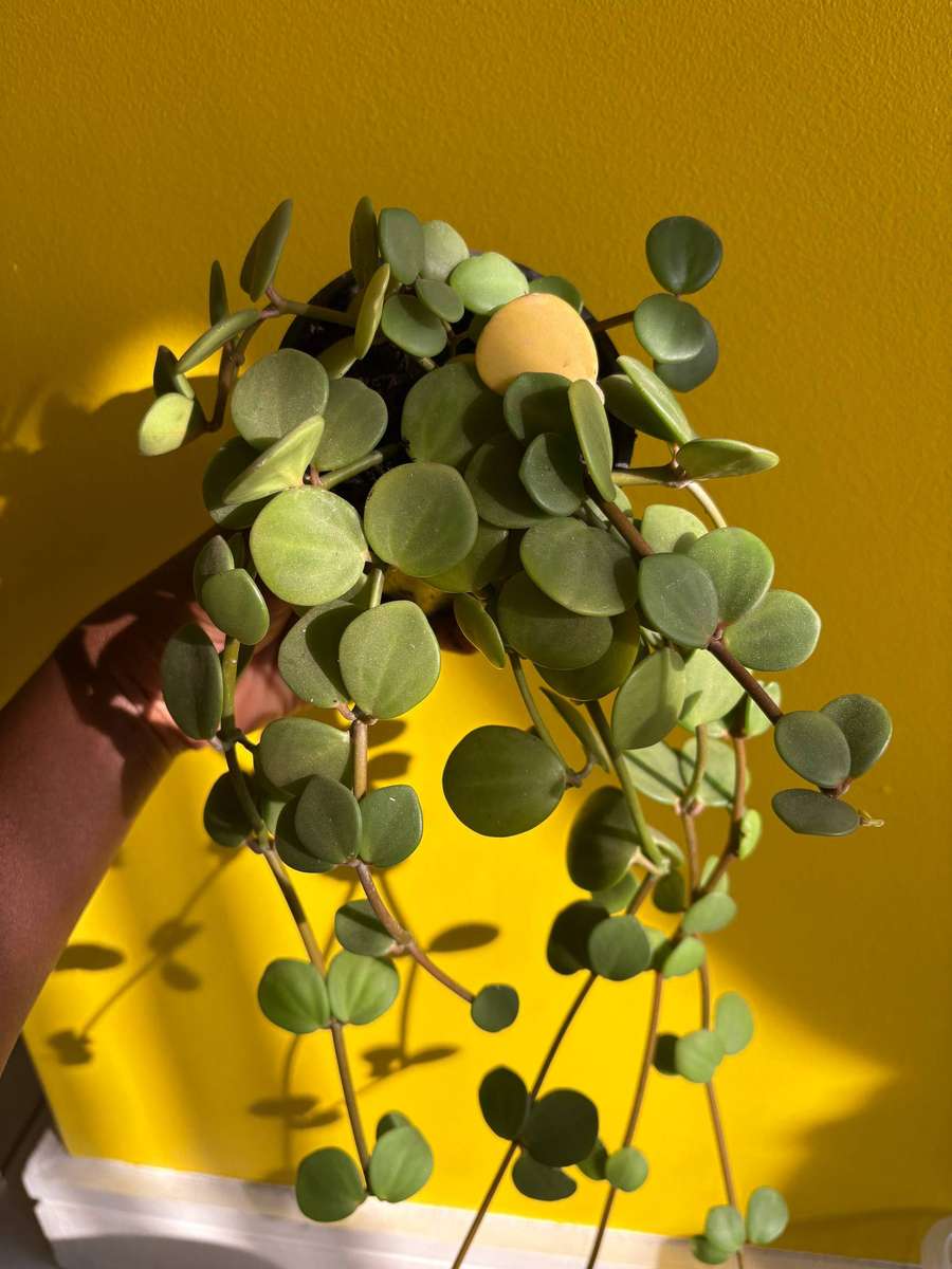Peperomia Hope