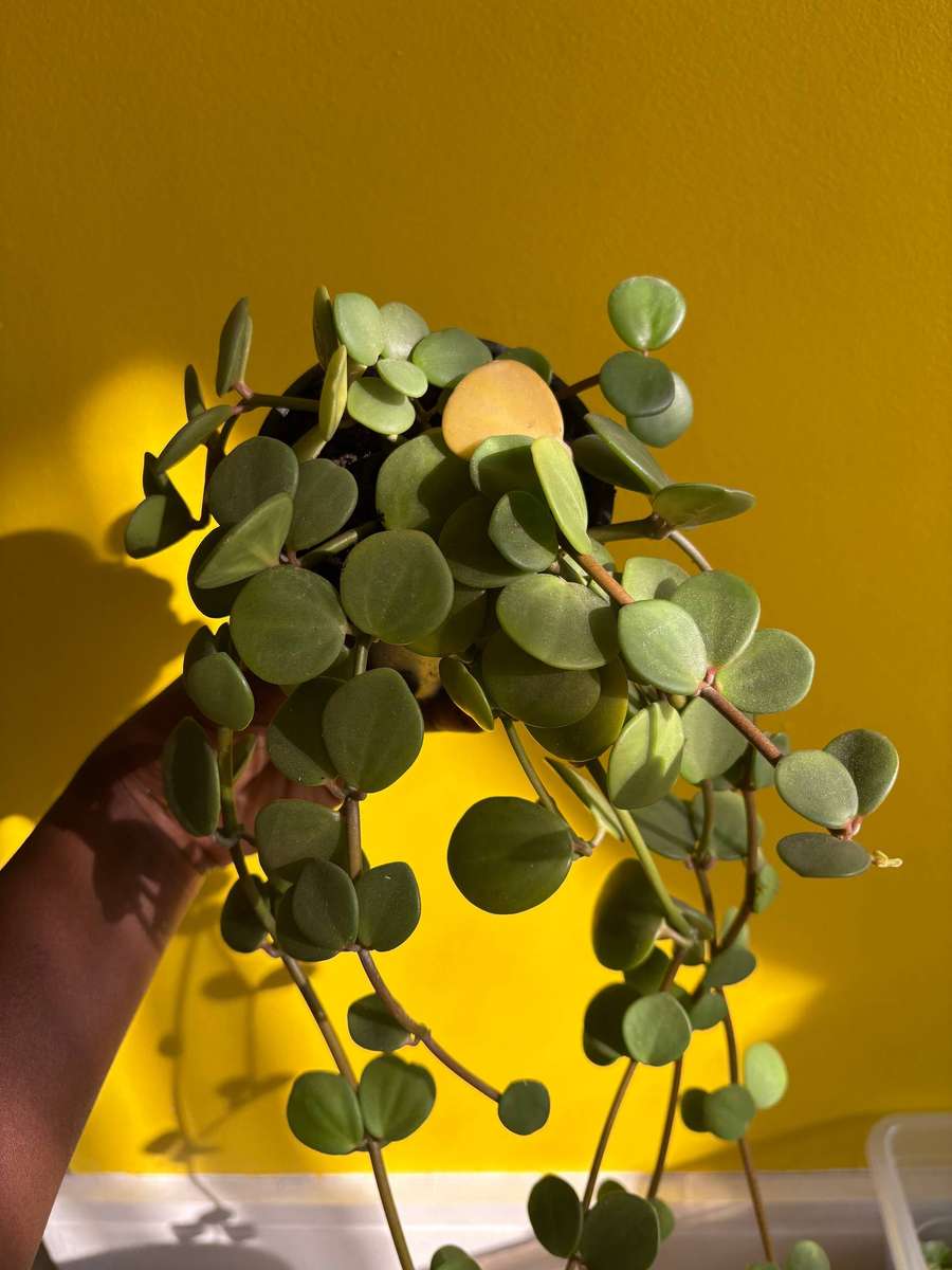 Peperomia Hope
