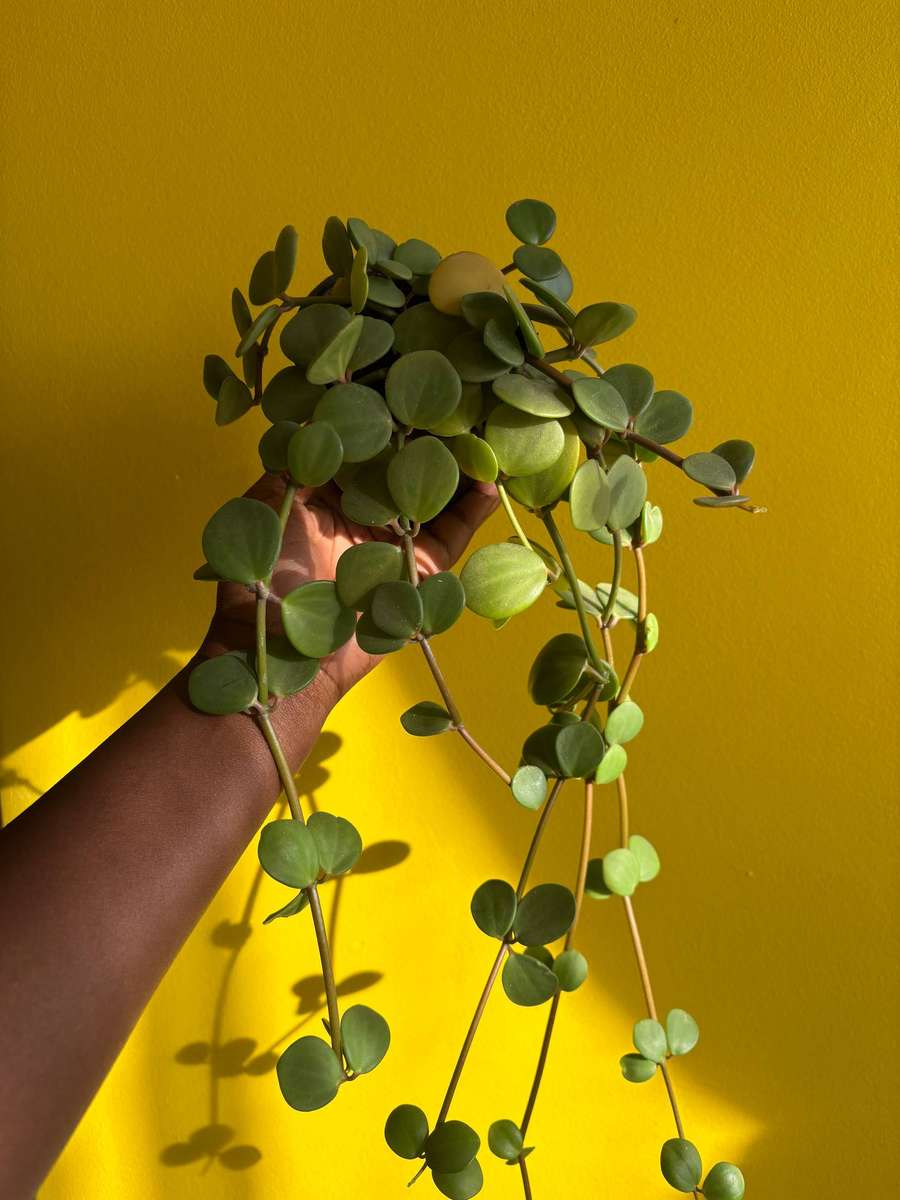 Peperomia Hope