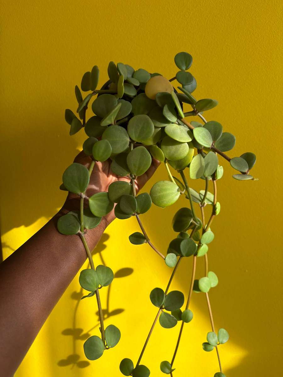Peperomia Hope