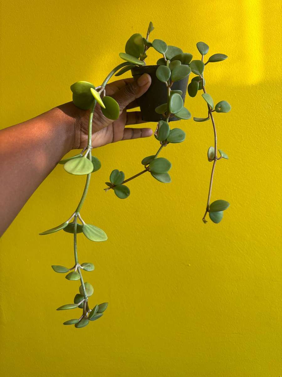 Peperomia Hope