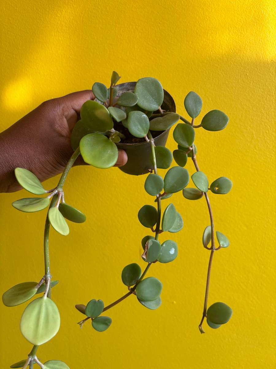 Peperomia Hope