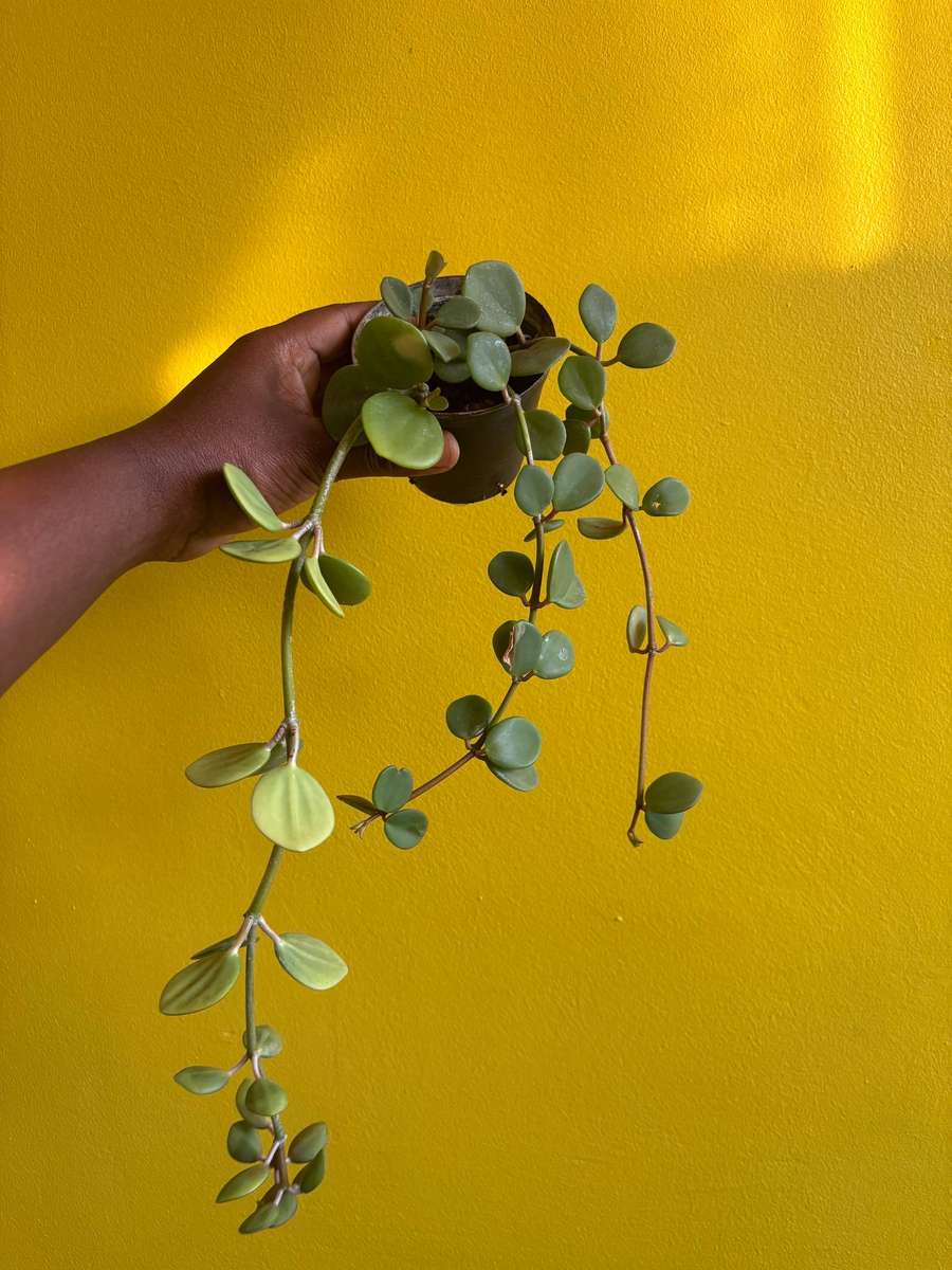 Peperomia Hope