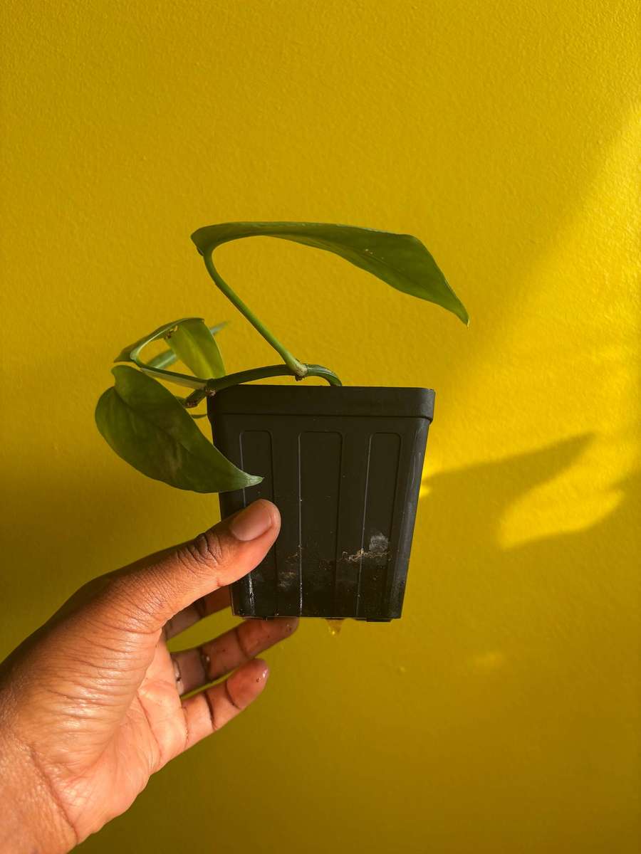Cebu Blue Pothos