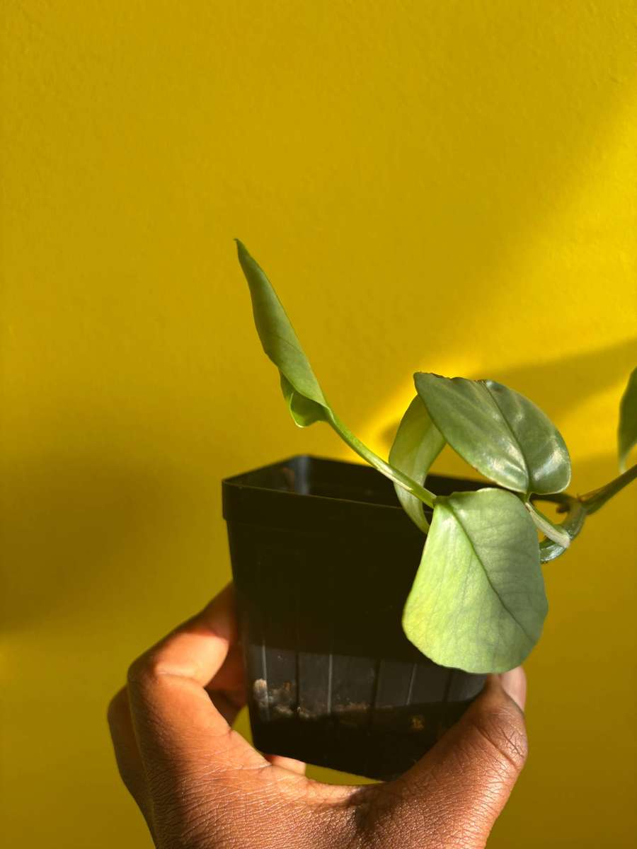 Cebu Blue Pothos