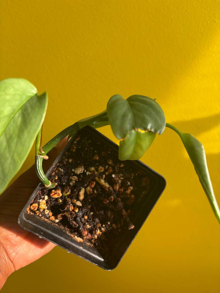 Cebu Blue Pothos